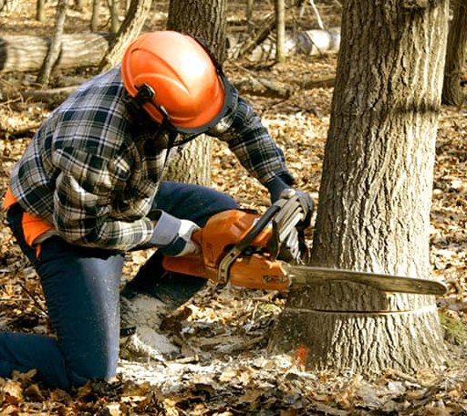 Tree Removal in Nardin, OK